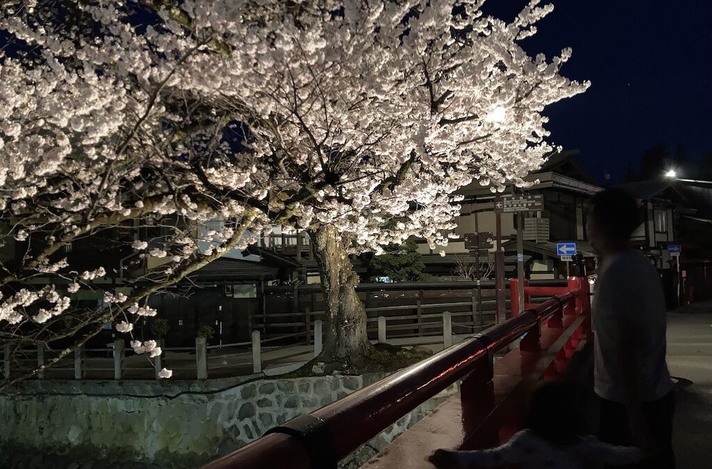 高山 中橋 夜桜 ライトアップ