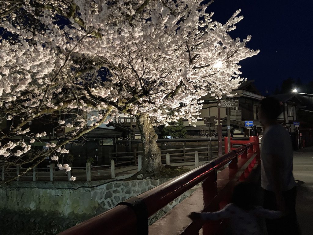 高山 中橋 夜桜 ライトアップ